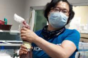 신안 여름 펄떡, 제철 민어 팔딱