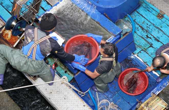 최근 태안군 신진도항으로 입항한 채낚기 어선 어민들이 배에서 살린 오징어를 위판하기 위해 육지로 옮기고 있다. 태안군 제공