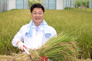 이천시 국내육성품종 ‘해들’ 전국 첫 벼 베기