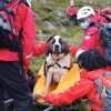 인명 구조하는 세인트 버나드 종, 들것에 실려 ‘귀한몸 하산’