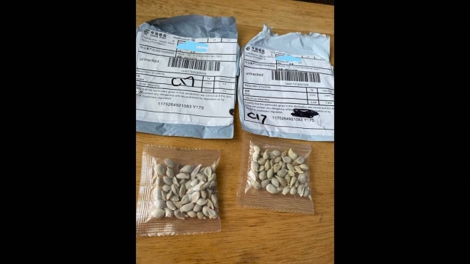 미국 유타주 오툴에 사는 주민 로리 컬리의 우편함에 배달된 중국산 씨앗 봉지들. 일간 새크라멘토 비 홈페이지 캡처