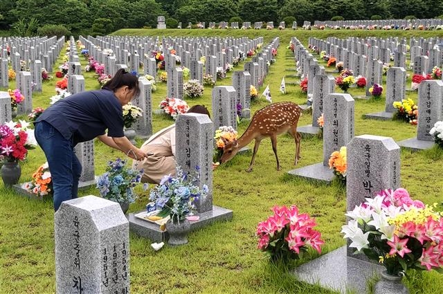 27일 오후 대전 유성구 국립대전현충원에서 꽃사슴 한 마리가 묘역에서 참배객이 주는 먹이를 먹고 있다. 2020.7.27 뉴스1