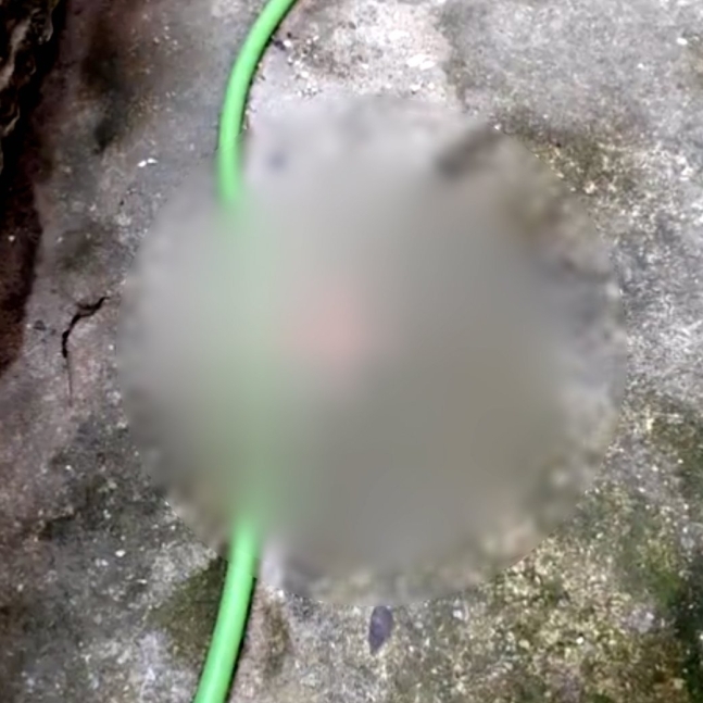 경남 창원시의 한 주택 마당에서 새끼고양이 사체가 발견됐다/KBS 화면 캡처
