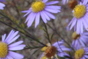 ‘여주 남한강 단양쑥부쟁이‘ 복원 순조