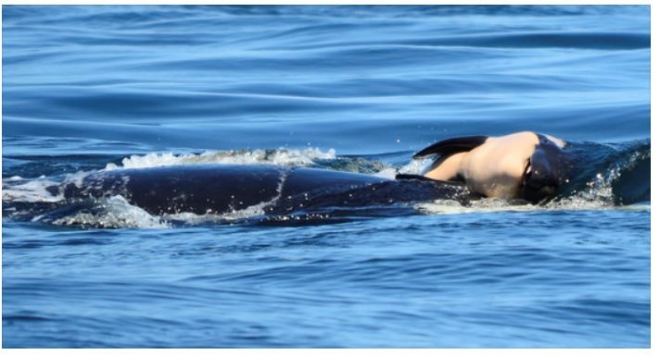 2년 전 죽은 암컷 새끼(왼쪽)를 코로 밀어내며 17일 동안 1600km를 함께 헤엄쳐 다녀 세상 사람들을 먹먹하게 만들었던 암컷 범고래 탈레쿠아가 다시 임신에 성공했다고 과학자들이 28일(현지시간) 밝혔다. AP 자료사진