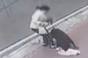 맹견에 물려 죽은 소형견… 피해 견주는 고소장마저 거부당해