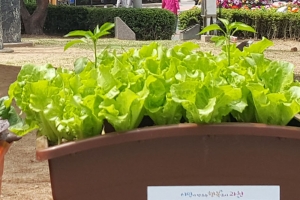 과천시, 9월 과천화훼축제 취소…상자텃밭 시민 250여명에 제공