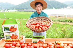 퇴촌 토마토 1만 5500박스 ‘완판남’ 시장님