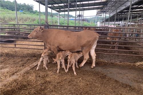 예천 축산농가서 출생한 세쌍둥이 송아지. 예천군 제공