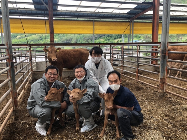 안동 축산농가서 출생한 세쌍둥이 송아지. 안동시 제공
