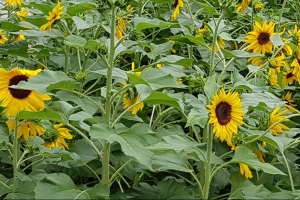 초가을 안양 평촌중앙공원 1만 5000 송이 해바라기 꽃 개화