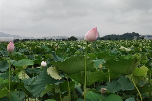 연꽃 필 무렵… 연잎, 찹쌀과 연인 되다