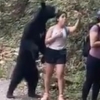 여성과 ‘셀피 찍던’ 멕시코 야생 흑곰에 중성화 수술 “인간들 잘못인데”