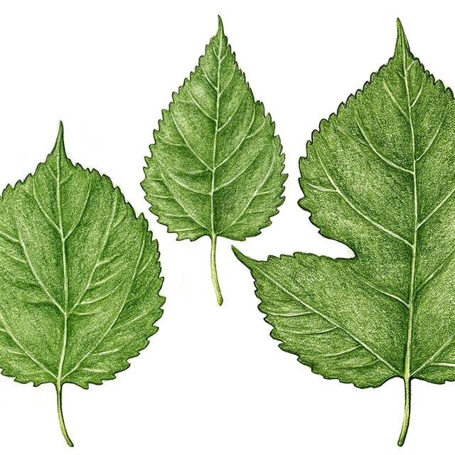 산뽕나무의 잎은 변이가 다양하다. 다만 뽕나무보다 잎끝이 길게 뾰족한 것이 특징이다.