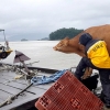 구례서 폭우에 떠내려간 암소, 남해군 무인도서 발견돼