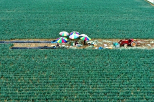 수해 비껴간 사이… 대파 수확 분주한 손길