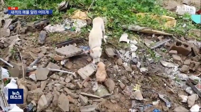 12일 경기 이천시 율면의 한 마을에서 폭우로 창고가 무너진 잔해 속에서 주민들이 어린 강아지들을 구조하고 있다. 2020.8.12  MBC 캡처