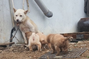어미개 모성애가 흙더미속 강아지들 구했다