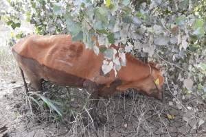 폭우에 낙동강 90㎞ 떠내려간 소 10여일 만에 생존상태  발견