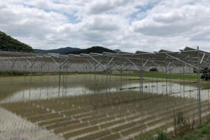 통합신공항에 농지 가격 들썩, 군위 ‘영농형 태양광’은 풀썩