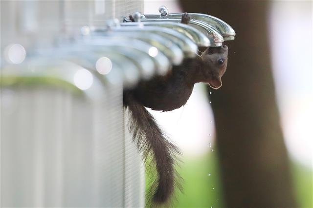 수돗물 찾아 먹는 청설모