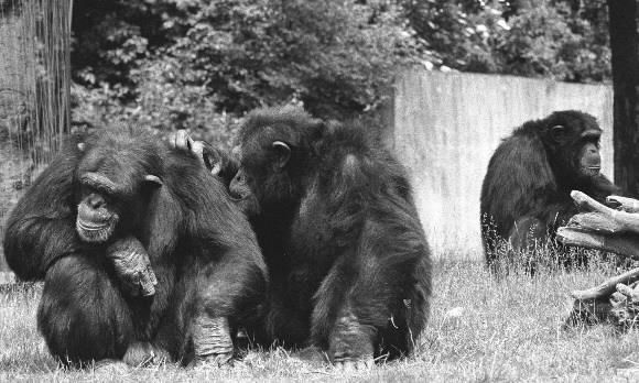 침팬지들은 자신의 존재를 알리는 목소리인 ‘팬트 후트´(pant hoot)를 통해 무리를 짓지만 구성원 모두가 서로 완전히 알아볼 수 있을 때만 함께 사는 집단생활이 가능하다. 서울신문 DB