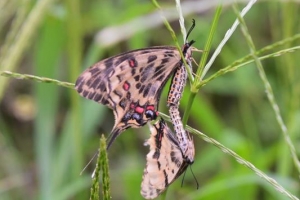 멸종 위기 ‘꼬리명주나비’ 수원천서 발견