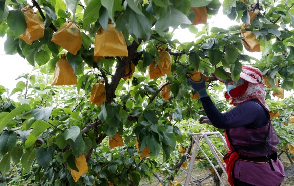 “태풍 전에 하나라도 더…”