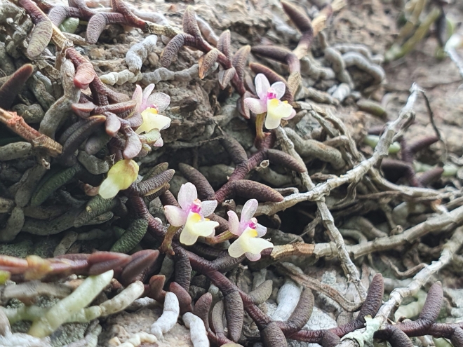 멸종위기야생생물Ⅱ급 지네발란 군락지