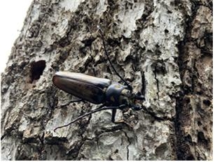 오대산국립공원 야외 적응 실험장에 옮긴 멸종위기종 장수하늘소 유충이 5년만에 우화했다. 국립생물자원관 제공