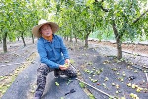 [단독] “재해보험 가입도 안 되는 사과대추, 정부도 뒷짐… 우리만 죽어라 죽어라”