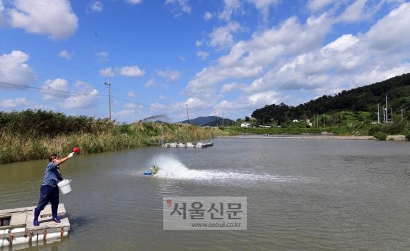 인천 강화군 해운정 남궁현준 대표가 새우 양식장에 사료를 뿌리고 있다.  정연호 기자 tpgod@seoul.co.kr