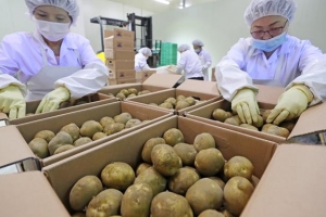 [단독] 급식용 농산물 3000t 쓰레기로 전락 위기