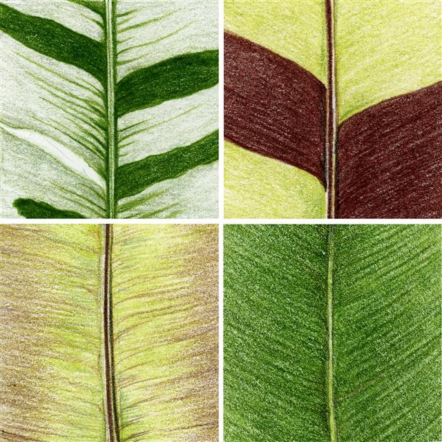 바나나잎은 대체로 진녹색인데, 흰색이 섞이거나 자주색과 연두색이 섞인 품종도 있다.