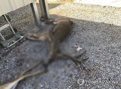 모기떼 공격으로 죽은 사슴  수의사 크레이그 폰테노 박사 제공/AP 연합뉴스