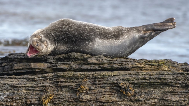 “웃으려면 이렇게!” Ken Crossan. 스코틀랜드 케이스네스의 잔점박이 물범(common seal).