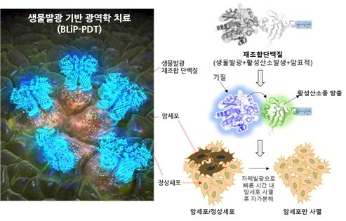 생물발광현상을 이용한 암세포의 광역학적 치료법