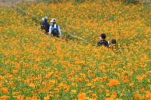 코스모스 사이로 가을이 온다