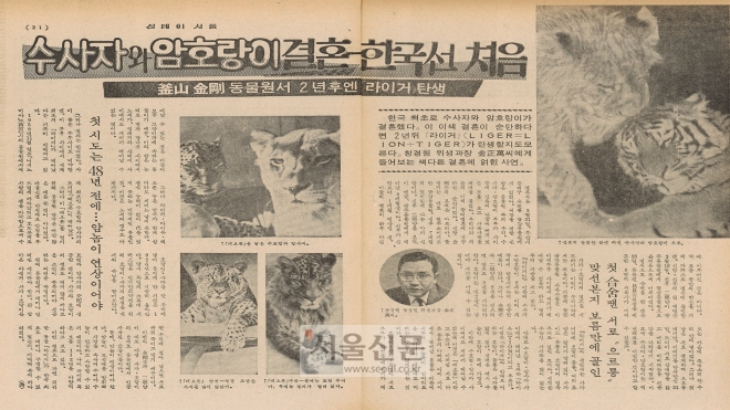 선데이 서울 제286호(1974년 4월 14일자)에 실린 ‘수사자와 암호랑이 결혼, 한국선 처음 - 부산 금강동물원서 2년 후엔 ‘라이거’ 탄생’ 기사