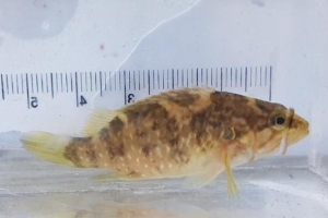 수십년 자취 감춘 꺽지, 도봉 주민 힘 모아 찾았다