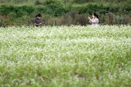 [포토] 메밀꽃 필 무렵…