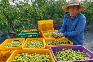 [보도 그후] 사과대추’ 농작물 재해보험 가입 길 열릴 듯