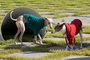 비닐랩 끼어 ‘낑낑’ 대는데 귀엽다니…영상 폭력에 멍든 동물들