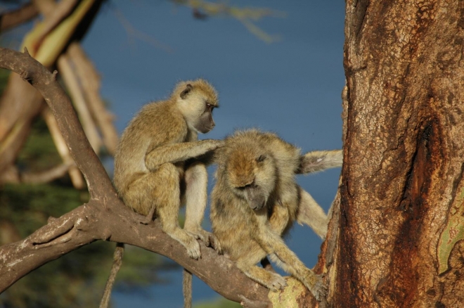 미국 듀크대가 케냐의 개코원숭이 집단과 관련해 35년간의 추적을 통해 친한 암컷이 있는 수컷일수록 그렇지 않은 수컷에 비해 수명이 더 길다는 연구 결과를 발표했다.  듀크대 제공