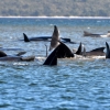 270마리의 고래 호주 태즈매니아 해변에 갇혀 구조 작업 진행