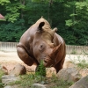 일본으로 국제결혼 떠난 682㎏ 대만코뿔소 엠마