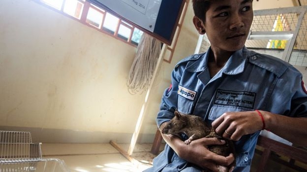 캄보디아 지뢰 활동센터(CMAC) 직원이 용감한 동물상 금상을 수상한 아프리카도깨비쥐 마가와와 다정한 한때를 보내고 있다. AFP 자료사진 영국 BBC 홈페이지 캡처