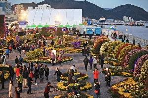 마산국화축제도 ‘드라이브 스루 관람’ 하세요