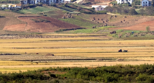 [포토] ‘황금빛 들녘’ 추수하는 북한 주민들