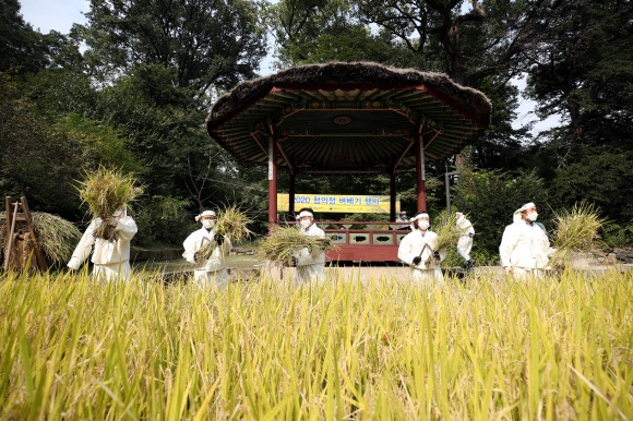 ‘풍년기원’ 창덕궁 청의정 벼베기